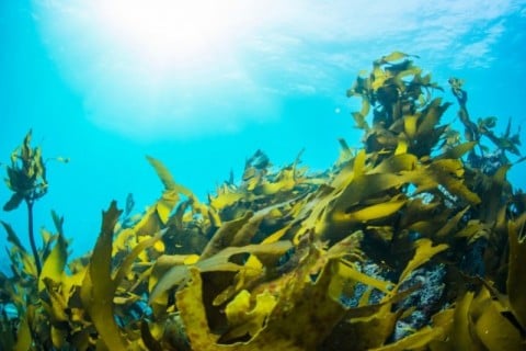 海藻資源の保全活動に取組む